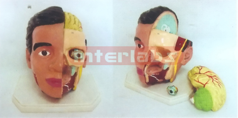 GIANT DELUXE HEAD MODEL WITH HALF BRAIN 3PCS)